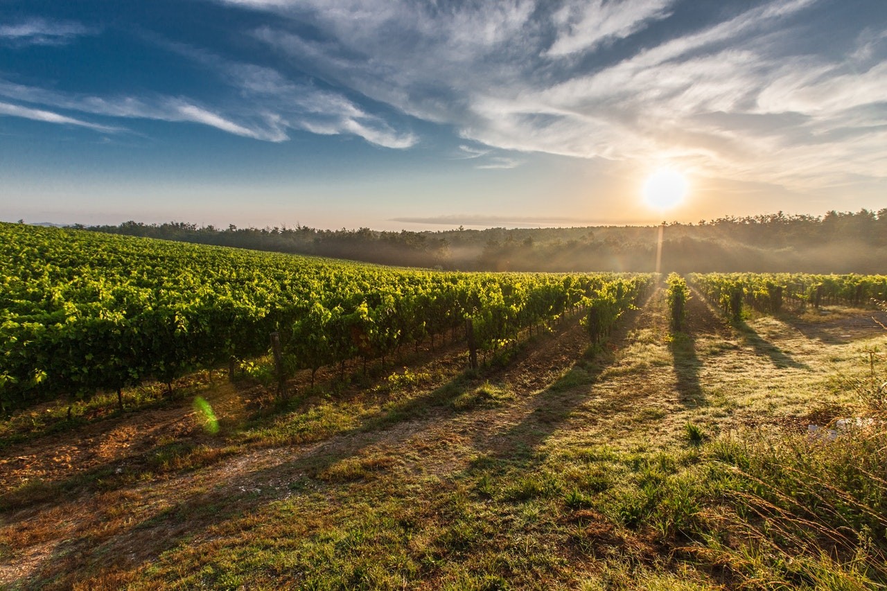 Tenuta Ulisse – Dietro ad un grande vino c’è  un Grande Territorio