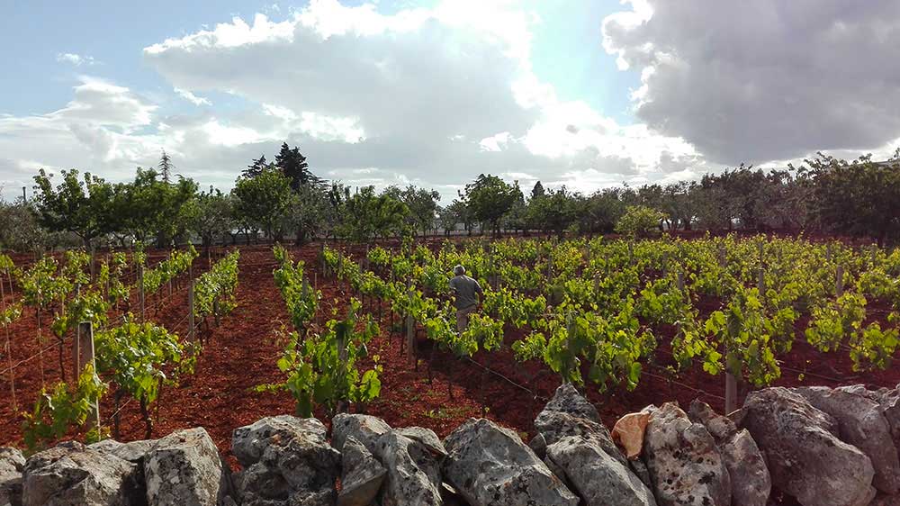 MACCONE MARESCO – PRIMO VINO BIANCO CON LA DENOMINAZIONE MARESCO VALLE D’ITRIA IGP